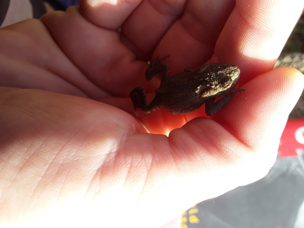 The beauty and the beast  -Machiavelli’s The&nbsp;Prince